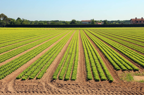 dlouhé řádky hlav zeleného salátu na polích - Fotografie, Obrázek