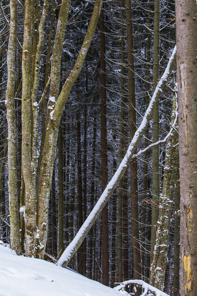 Bare trunks of trees in the winter forest in the mountains. - Φωτογραφία, εικόνα