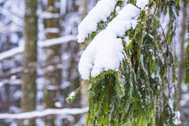 Green fir branch on snow in winter forest. - Photo, image