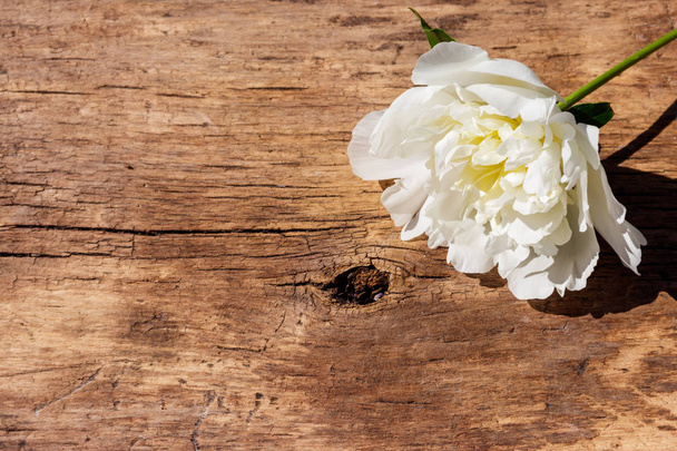 Rusztikus, fából készült háttér fehér bazsarózsa virág. Másolja a hely - Fotó, kép