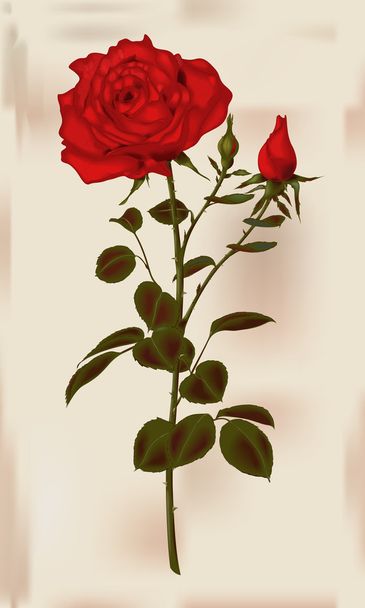 Vektorillustration einer roten Rose - Vektor, Bild