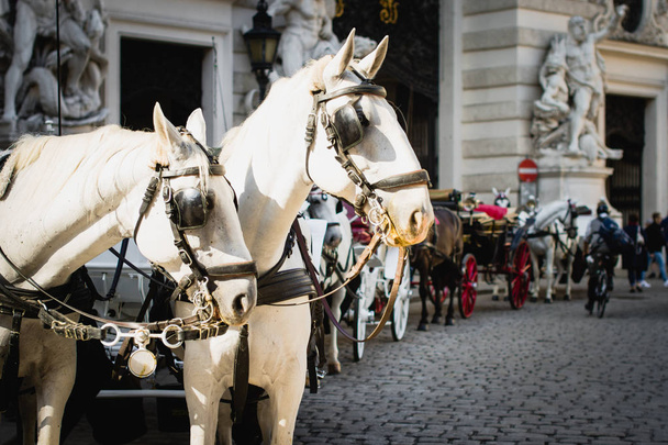 traditionele twee-paard rijtuigen op plein aan zonnige dag  - Foto, afbeelding