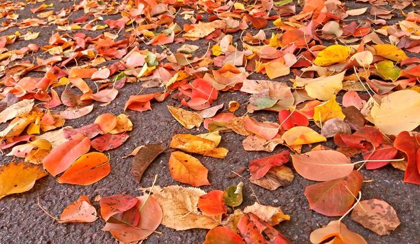 Punertavat lehdet putosivat asfaltille, vain lasku tuli
 - Valokuva, kuva