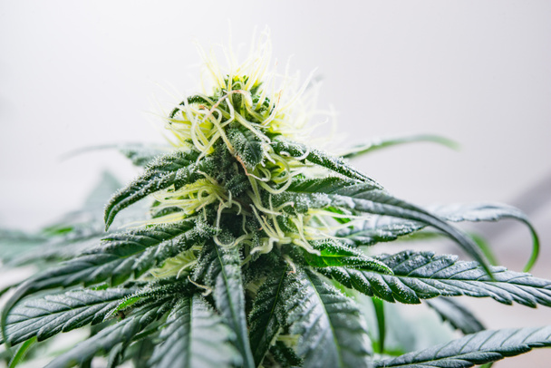Blütenknospen von Marihuana, Cannabis für Medizin und Erholung, wie man größere Cannabisknospen draussen und drinnen anbaut - Foto, Bild