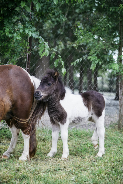 View at pony horses on the farm - Photo, image