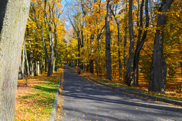 Пейзаж з красивого осіннього парку з деревами з жовтим листям і алеєю для прогулянок. Тло
 - Фото, зображення