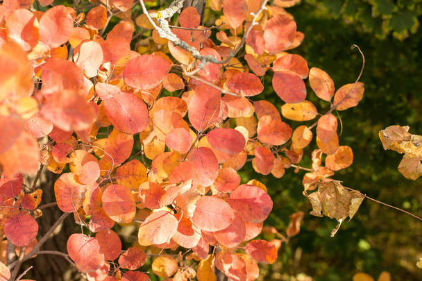 Czerwony i pomarańczowy jesieni pozostawia tło, Złota Jesień w ciepłych kolorach - Zdjęcie, obraz