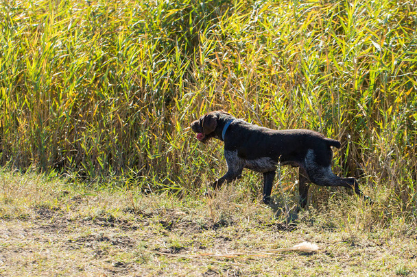 Caccia tedesca cane drathaar, bel ritratto cane
 - Foto, immagini