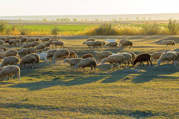 Les moutons et les chèvres pâturent sur l'herbe verte au printemps - Photo, image
