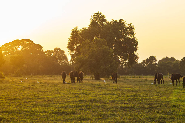 Cavalli arabi che pascolano gregge su pascolo al tramonto in raggi di sole arancioni. Scena nebbiosa drammatica
 - Foto, immagini