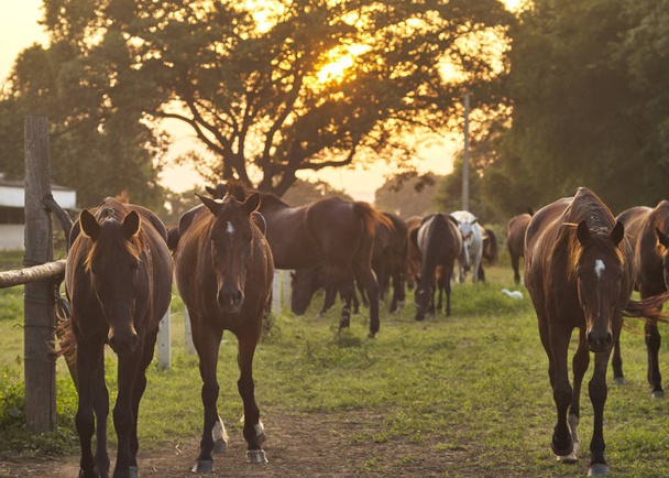 Cavalli arabi sfocati che pascolano gregge al pascolo al tramonto in raggi di sole arancioni. Scena nebbiosa drammatica
 - Foto, immagini