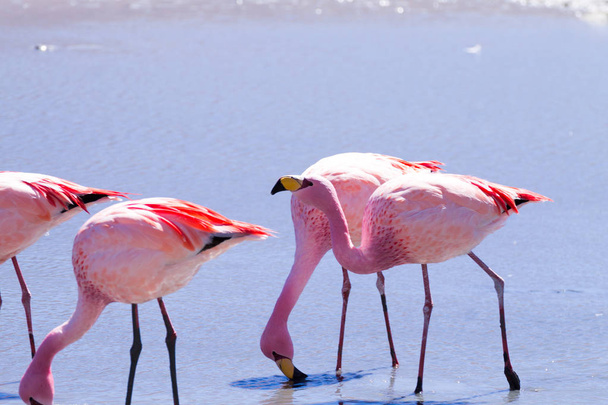 Laguna Hedionda flamingi, Boliwia. Andyjska dzika przyroda. Laguna boliwijska - Zdjęcie, obraz