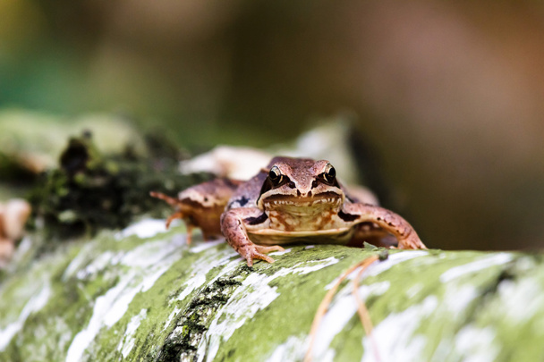 frog - Photo, Image
