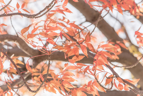Primer plano brillante impresionante Pistache chino (Pistachia chinensis) hojas rojas textura. Colorido follaje otoñal en Dallas, Texas, EE.UU.
. - Foto, imagen
