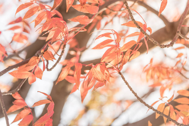 Gros plan lumineux superbe chinois Pistache (Pistachia chinensis) texture de feuilles rouges. Feuillage d'automne coloré en Dallas, Texas, États-Unis
. - Photo, image