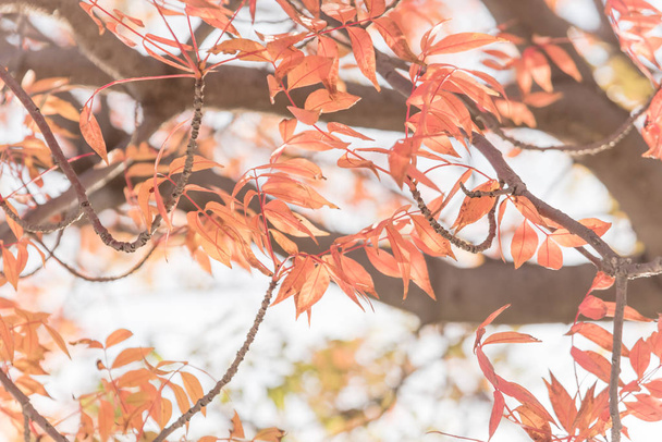 Close-up brilhante impressionante chinês Pistache (Pistachia chinensis) textura folhas vermelhas. Folhagem de outono colorido em Dallas, Texas, EUA
. - Foto, Imagem