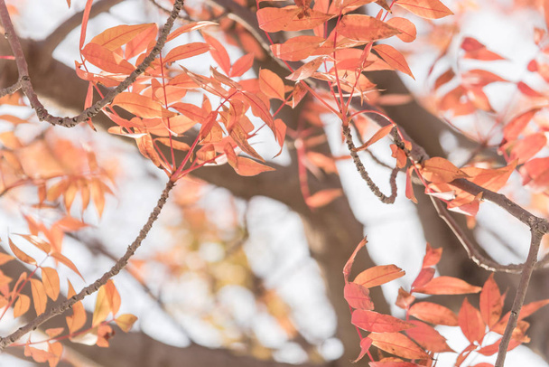 Крупный план яркий потрясающий китайский фисташки (Pistachia chinensis) красные листья текстуры. Красочная осенняя листва в Далласе, Техас, США
. - Фото, изображение