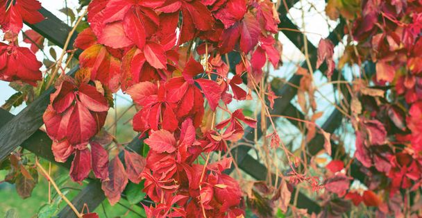 Bannière Automne plante feuillage rouge naturel Parc rétro clôture en bois Belle automne paysage sélectif focus
 - Photo, image