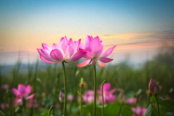 flor de loto en la puesta del sol
 - Foto, imagen