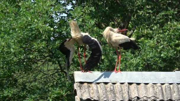 Paar witte ooievaars Ciconia ciconia kletterend geklets op oud dak - Video