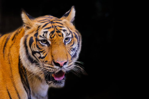 Portrait de tigre d'un tigre bengale
 - Photo, image