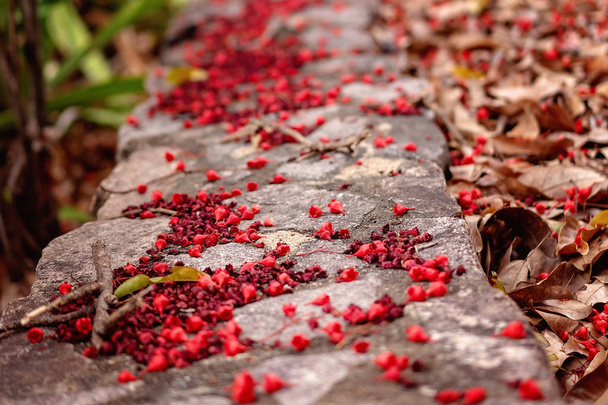 Arbre à flammes tombées en fleurs éparpillées sur un vieux chemin de pierre
 - Photo, image