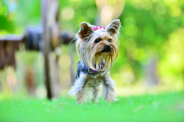 walking in the big city - yorkshire terrier portrait - Photo, Image