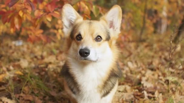 Cría de perros Galés Corgi Pembroke en un paseo en un hermoso bosque de otoño
. - Imágenes, Vídeo