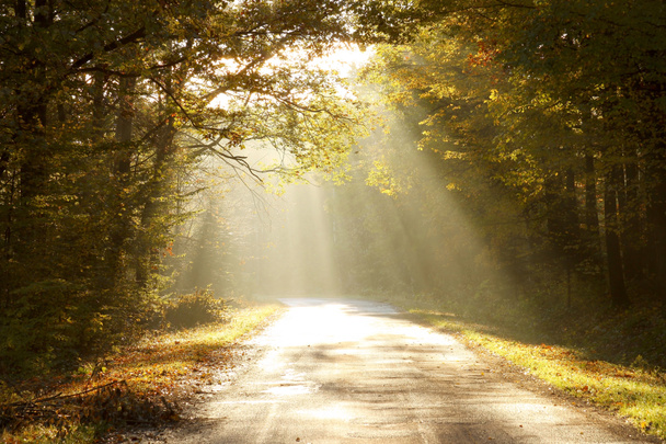 Estrada através da floresta de outono ao nascer do sol
 - Foto, Imagem