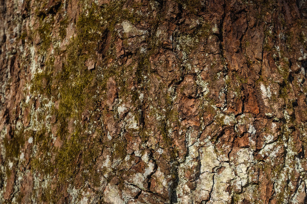 Tree bark texture, brown texture. Nature. - Фото, изображение