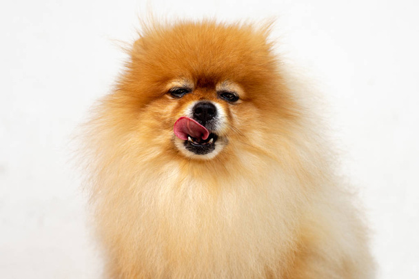 Retrato de cachorro pomeraniano con lengua hacia fuera y fondo aislado
 - Foto, Imagen