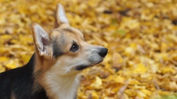 Der walisische Corgi Pembroke führt das "Gib Fünf" -Kommando aus. ein Hund beim Spaziergang mit seiner Gastgeberin in einem wunderschönen Herbstwald. - Filmmaterial, Video