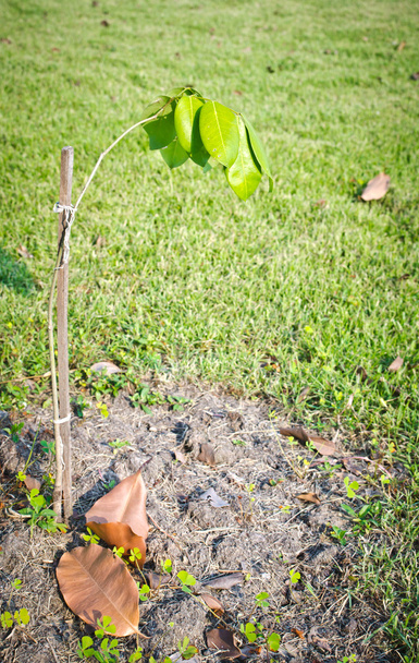 Sprout plant in the soil - 写真・画像
