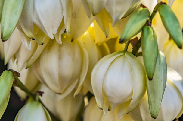 κοντινό λευκό campanula λουλούδια στη φύση - Φωτογραφία, εικόνα