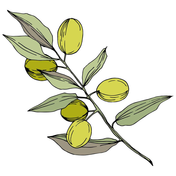Olive tree in a vector style isolated. Green engraved ink art. - Вектор,изображение