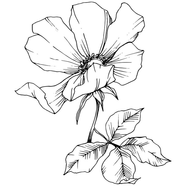 Kır çiçeği rosa canina izole bir vektör tarzı. Siyah ve beyaz mürekkep sanat kazınmış. - Vektör, Görsel