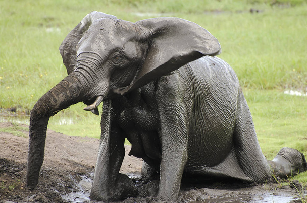 Słoń błota kąpieli - Chobe Narodowy Park - Botswana - Zdjęcie, obraz