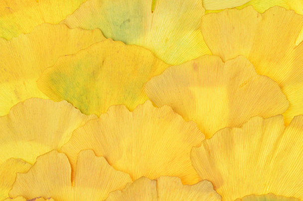 some dried yellow ginkgo biloba leaves,  background  - Photo, Image