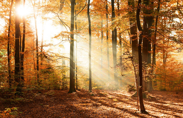 Gyönyörű őszi erdőben a reggeli napsütés - Fotó, kép