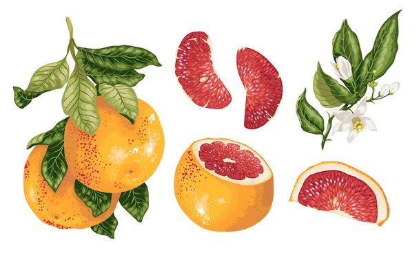 グレープ フルーツ植物で、枝、果実、スライス、花を持つベクトルで設定されたコンケーブガム - ベクター画像