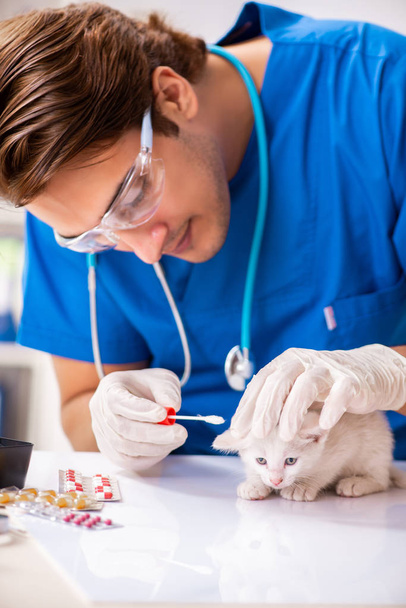 獣医は動物病院で子猫を調べる - 写真・画像
