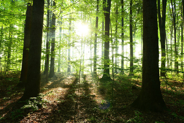 красивый осенний лес с утренним солнцем
 - Фото, изображение