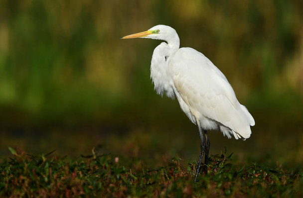 Μεγάλο λευκό egret στο φυσικό περιβάλλον - Φωτογραφία, εικόνα