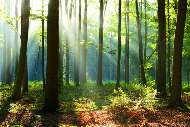mooie herfst bos met ochtendzon - Foto, afbeelding