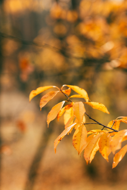 follaje de otoño naranja sobre fondo borroso
  - Foto, Imagen