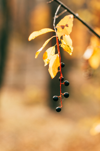 oranžové podzimní listí s ovocem na rozostřeného pozadí  - Fotografie, Obrázek