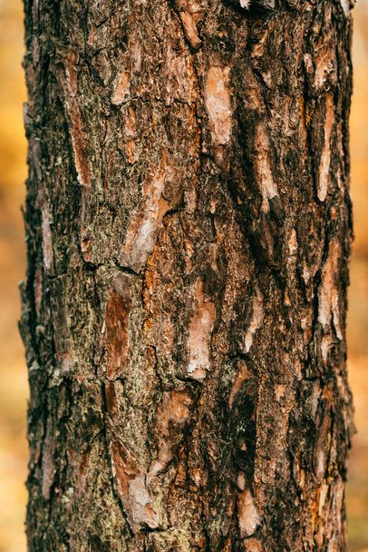 close up view of cracked brown tree bark  - Foto, Bild