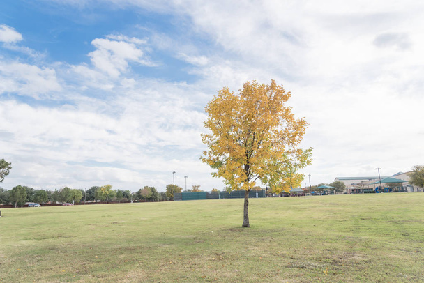 Krásný strom jilm Texas v městském parku v podzimu. Ohromující barvy listí žluté podzim - Fotografie, Obrázek
