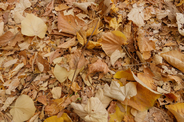 Autumn. Falling leaves. Leaves on the ground. Yellow and red leaves - Photo, Image