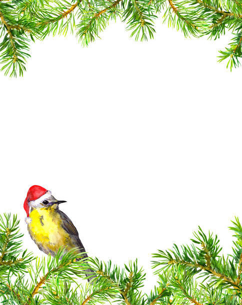 Bird in red christmas hat, fir tree branches border. Christmas card. Watercolor - Fotó, kép